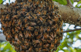 Agentic Coding — Phần 4: Bảo mật codebase khi dùng AI coding agent