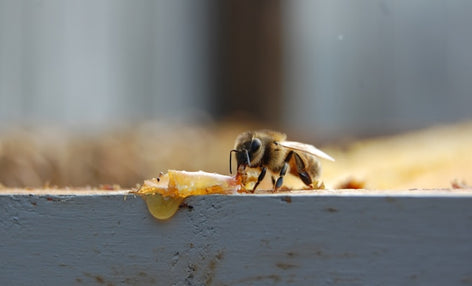 Git Worktrees trong Claude Code — Phát triển song song không xung đột