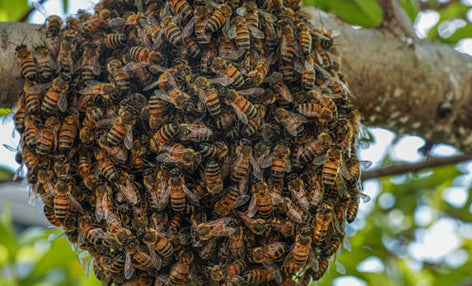 Thiết Lập Claude Code Như Boris Cherny: CLAUDE.md Masterclass